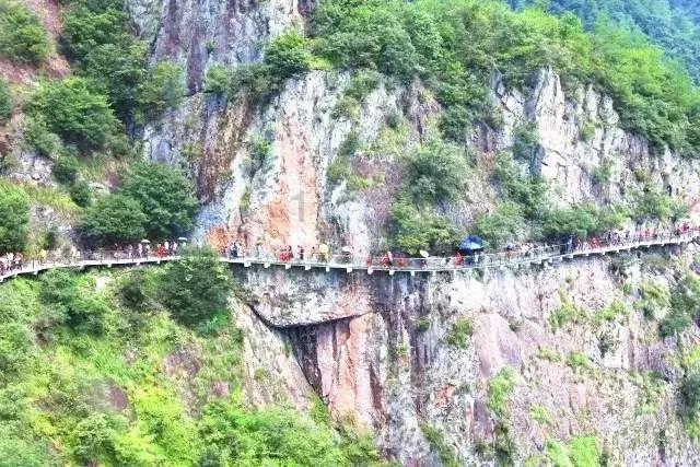 拆完家的泰迪倒在地上抽搐，带去医院检查，医生说了两个字：装的
